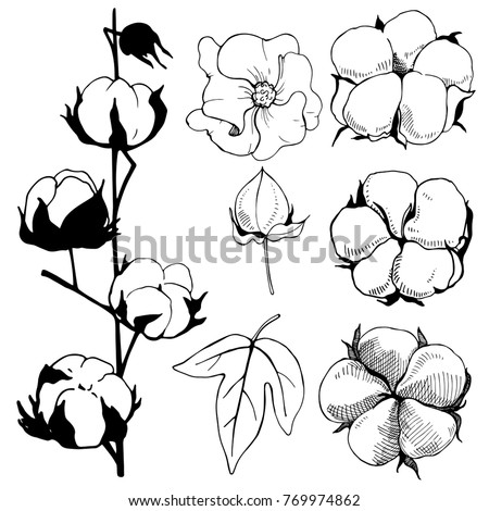 Hand Drawn Flowers Cotton Plant Flower Black Stock Vector (Royalty Free ...