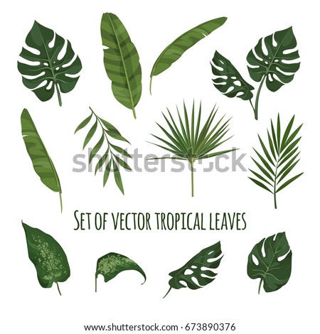 Set Leaf Exotics Vintage Vector Botanical Stock Vector 472492429 ...