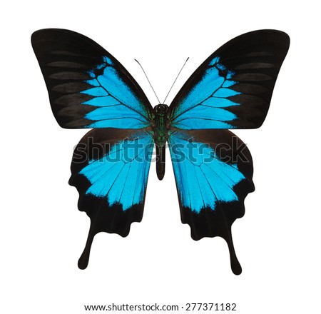 Blue Butterfly Isolated On White Background Stock Photo 54820858 ...