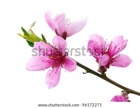 Branch with pink blossoms isolated on white background
