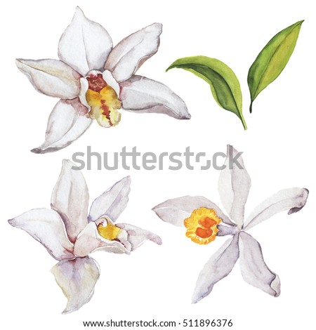 Set of white vanilla orchid flowers and green leaves. Wedding design elements. Hand drawn watercolor illustration.