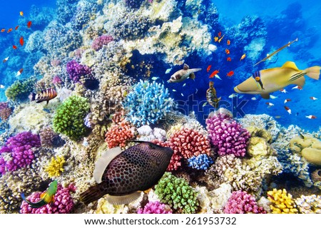 Great Barrier Reef Stock Photos, Images, & Pictures | Shutterstock