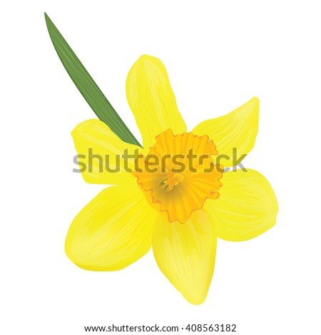 Photorealistic Vector Narcissus Top View Sheet Stock Vector 408563182 