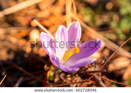 Springtime Stock Images, Royalty-Free Images & Vectors | Shutterstock
