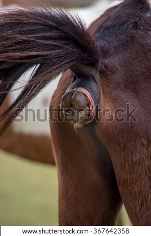 [Image: stock-photo-horse-defecate-367642358.jpg]