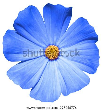 flowers blue