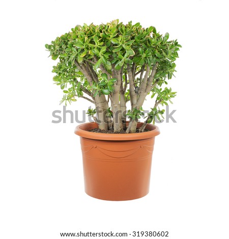 oregano