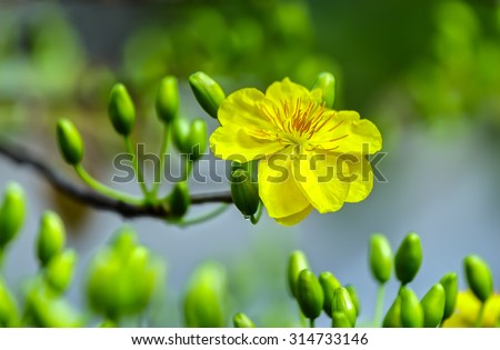 Yellow apricot flowers bloom in the New Year's Day traditional Tet signaling of ethnic Vietnam