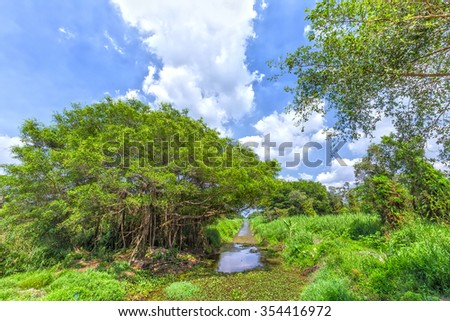 Ancient trees inside the canal in mangrove forest with winding vines on the canal side is beautiful sky makes the scene more beautiful forest and fresh rustic