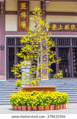 Ho Chi Minh City, Vietnam - February 8th, 2016: Giant apricot spring below entrance chrysanthemum pots adorn pagoda gate attract pilgrims temple Buddhist Lunar New Year in Ho Chi Minh City, Vietnam