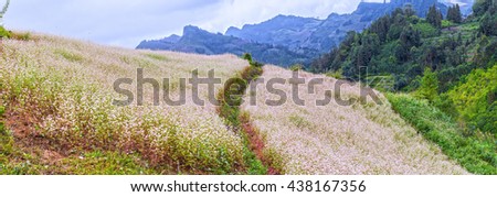 Panorama buckwheat flower field on hills with trails crossing accent, far away majestic mountain range and beautiful flying dragonfly paradise in Northwest Vietnam