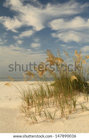 Sea oats Stock Photos, Images, & Pictures | Shutterstock