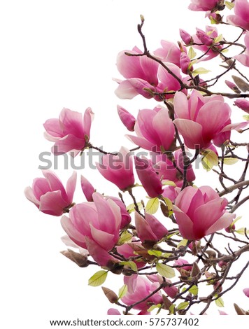 Tulip Tree Stock Images, Royalty-Free Images & Vectors ...