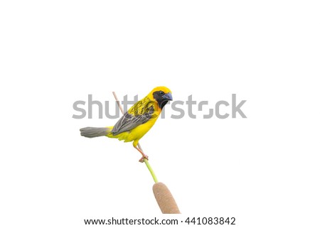 hand rearing parrots