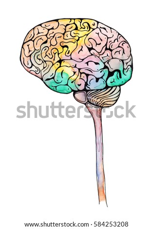brain and spinal cord