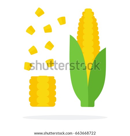 A whole cob of corn with leaves and a corn cob with separated seeds vector flat material design isolated on white