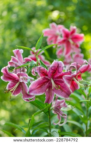 Stargazer-lily Stock Images, Royalty-Free Images & Vectors | Shutterstock