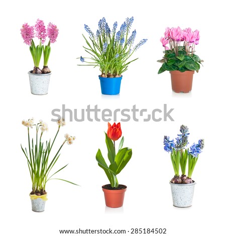 Flower-pot Stock Images, Royalty-Free Images & Vectors | Shutterstock