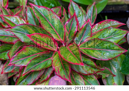 Elephant Ears Caladium Hortulanum Large Leaves Stock Photo 