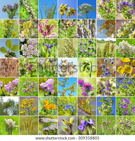 Wild Medicinal Plants Region Siberia Russia Stock Photo 309358805 ...