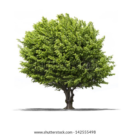 View High Resolution Green Tree Isolated Stock Photo (Royalty Free