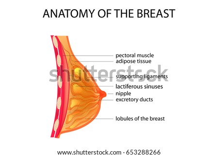 anatomy of the breast The breast generally refers to the front of the chest and medically specifically to the mammary gland (the word mammary comes from mamma, the greek and latin word for the breast, which derives from the cry mama uttered by infants and young children, sometimes meaning i want to feed at the . anatomy of the breast The breast generally refers to the front of the chest and medically specifically to the mammary gland (the word mammary comes from mamma, the greek and latin word for the breast, which derives from the cry mama uttered by infants and young children, sometimes meaning i want to feed at the .