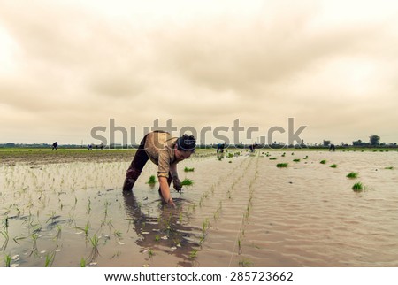 ThaiBinh, Vietnam - February 27, 2015: Farmer working in the filed in Thai binh, Vietnam.