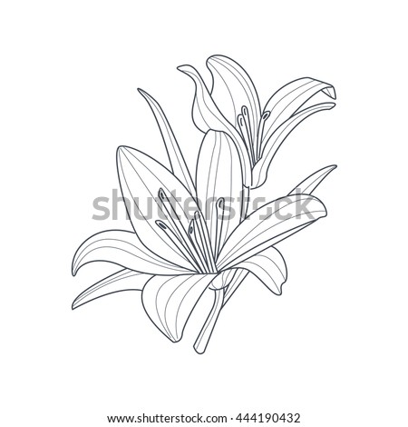 Lily Flower Stock Images, Royalty-Free Images & Vectors | Shutterstock