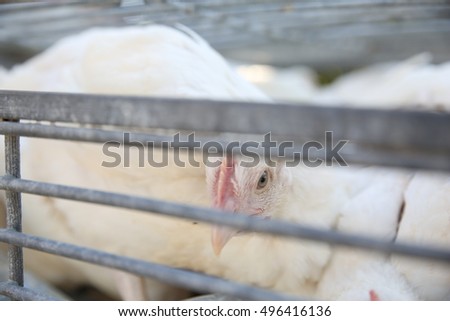 anaylsis of the chicken ceremony Hyderabad man killed in fight over chicken dish at engagement ceremony the police said that an argument took place between two groups at the dining table when a couple of guests who wanted chicken dish to be served felt insulted over the delay and also by some remarks made by the other group. anaylsis of the chicken ceremony Hyderabad man killed in fight over chicken dish at engagement ceremony the police said that an argument took place between two groups at the dining table when a couple of guests who wanted chicken dish to be served felt insulted over the delay and also by some remarks made by the other group.