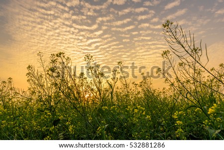 Flower reform at Thai Binh, Viet Nam