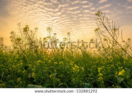 Flower reform at Thai Binh, Viet Nam