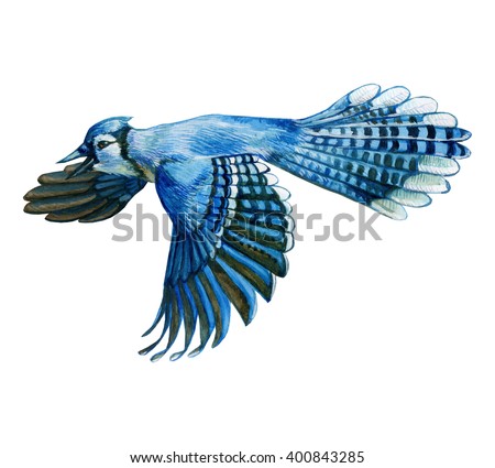 Watercolor Illustrate Flying Blue Jay Fly Stock Illustration 400843285 ...