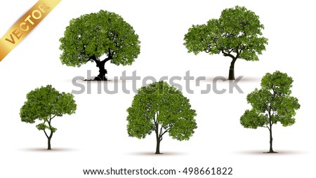 Beautiful tree on a white background
