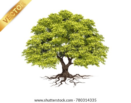 Tree Realistictrees Shadow Isolated On White Stock Vector 780314335