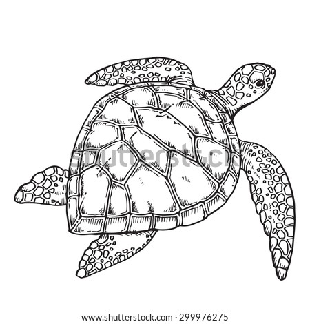 Turtle Stock Vector 299976275 - Shutterstock