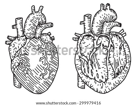 Anatomical Heart Drawing Stock Photos, Images, & Pictures | Shutterstock
