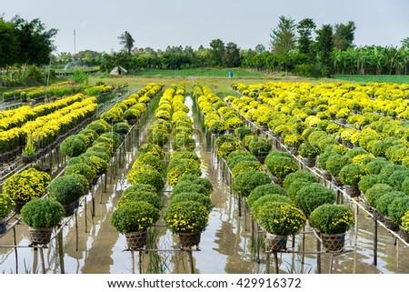 Chrysanthemum morifolium is regional specialties in Sa Dec City, a famous place for floriculture in Vietnam. Florists here often plant flowers and harvest at the Lunar New Year to increase profits.