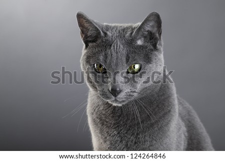 Face Grey Wolf Female Isolated On Stock Photo 157242716 