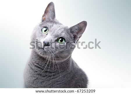 Beautiful Cat Stock Images Royalty Free Images Vectors 