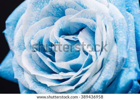 Sky Blue Rose Closeup Macro Stock Photo 389436958 - Shutterstock