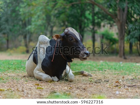 Black and white laughing cow on a farm.