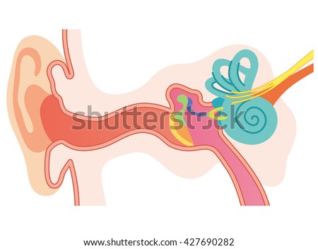 Inner Ear Stock Images, Royalty-Free Images & Vectors | Shutterstock