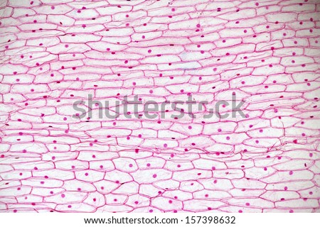 skin cells stock images royalty free images vectors skin cells stock images royalty free images vectors skin cells stock images royalty free images vectors skin cells stock images royalty free images vectors