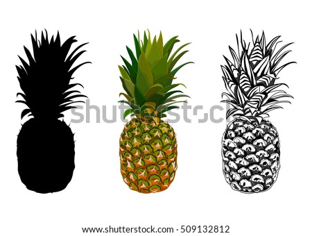 Vector illustration of pineapple. Silhouette pineapple. Tropical background