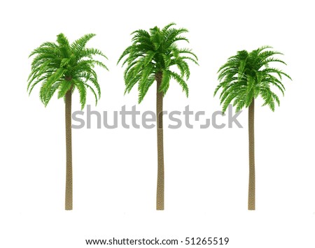 Palm Trees Stock Vector 430209841 - Shutterstock