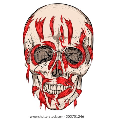 Skulls Stock Vector 92856238 - Shutterstock