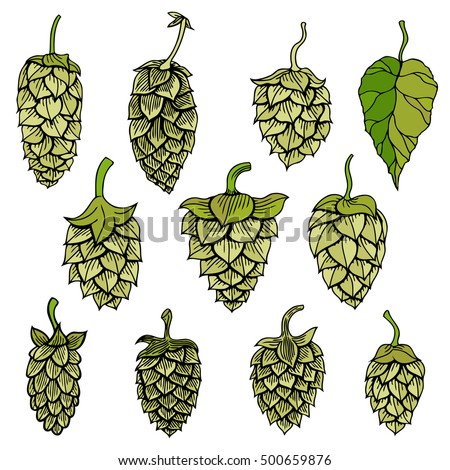 stock-vector-set-of-hops-vector-visual-graphic-icon-or-logo-ideal-for-beer-stout-ale-lager-bitter-labels-500659876.jpg