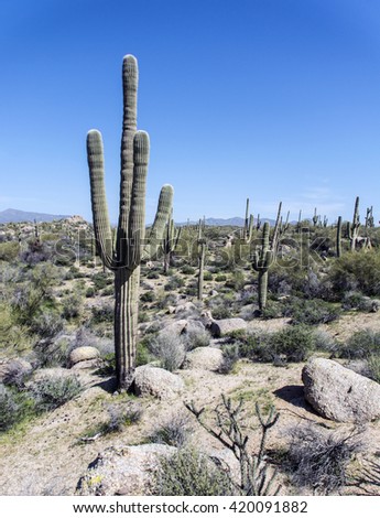 Cactus On Colourful Valley Quebrada De Stock Photo 147549995 - Shutterstock