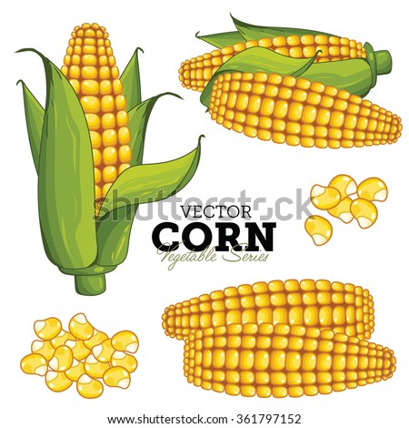 Corn Isolated on White Background. Bunch of Corn.