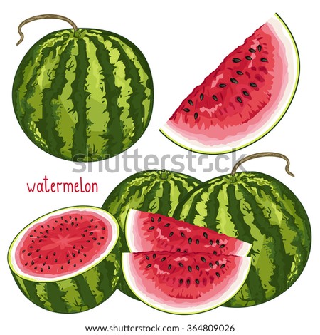 Watermelon isolated vector on white background